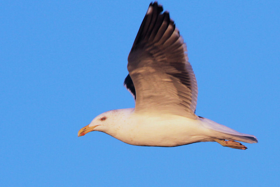 Kelp Gull (Larus dominicanus)